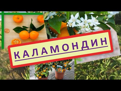 Видео: Каламондин, цитрофортунелла. Выращивание каламондина в домашних условиях