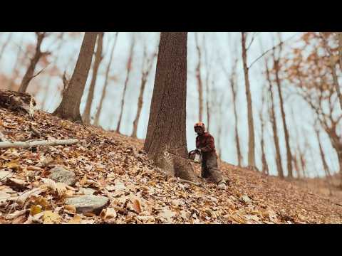 Видео: Посмотрите, как дерево отваливается от пня! Как подготовиться к такой ситуации?