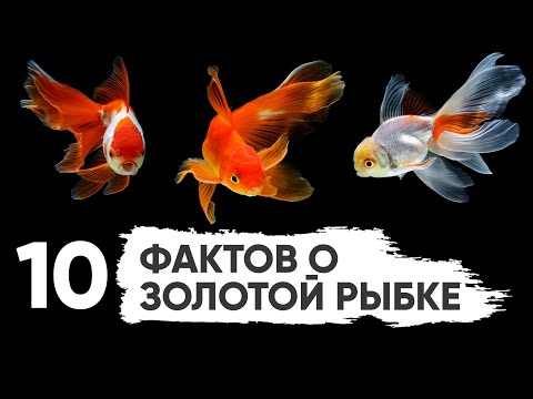 Видео: 10 фактов и заблуждений о золотых рыбках