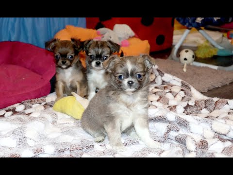Видео: Чихуахуа ДЛИННОШЕРСТНЫЕ. Как приклеить уши щенку ЧИХУАХУА? Как стричь КОГТИ щенку безопасно?