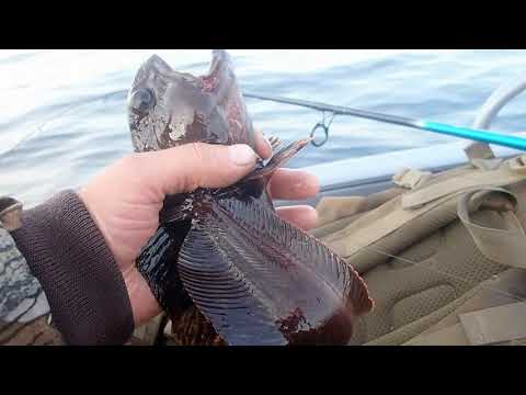 Видео: за треской летний берег