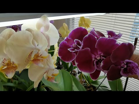Видео: Большущие орхидеи в моей коллекции. Корни - жалюзи. Стимулирую цветочные почки. Замечания мне.
