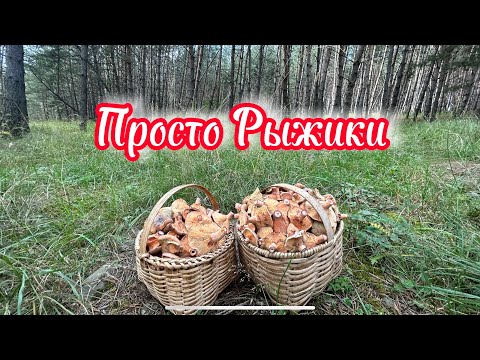 Видео: Поляны Рыжиков наполнили все наши корзины!18 кг за один день!можно ли собрать больше?тихая охота2023