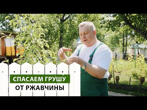 Видео: РЖАВЧИНА НА ГРУШЕ? ВЫХОД ТОЛЬКО ТАКОЙ!