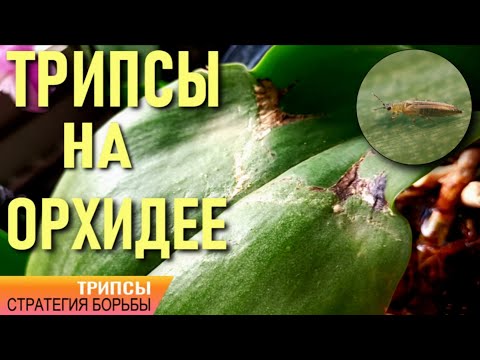 Видео: ТРИПСЫ ОБНАРУЖИТЬ И ОБЕЗВРЕДИТЬ! СТРАТЕГИЯ БОРЬБЫ С ВРЕДИТЕЛЯМИ НА РАЗНЫХ СТАДИЯХ ПОРАЖЕНИЯ ОРХИДЕИ!