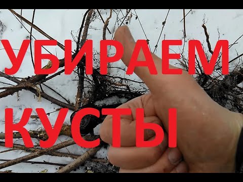 Видео: сад огород тест кустодёра