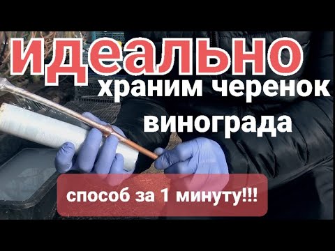 Видео: Как сохранить черенки винограда???? Лучшие способы!
