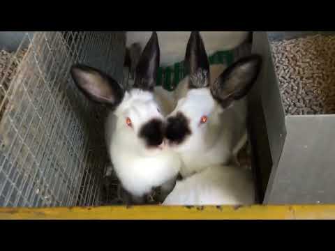 Видео: Почему я отказался от породы белый великан