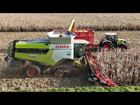 Видео: CLAAS LEXION 8900TT уборка кукурузы на зерно / CLAAS ARION 650 / 4K тягач