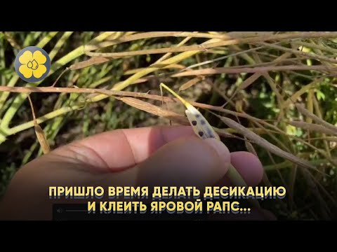 Видео: Пришло время делать десикацию и клеить яровой рапс...