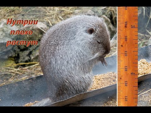 Видео: ПЛОХО РАСТУТ НУТРИИ + ОТВЕТЫ НА ВОПРОСЫ.