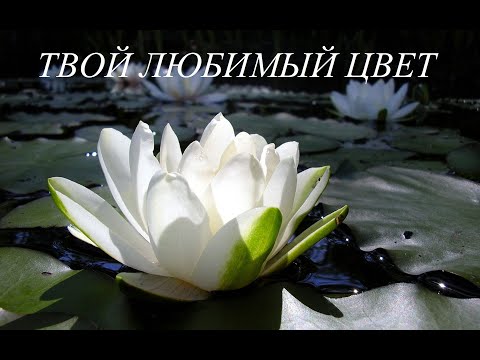 Видео: Психология цвета: белый, красный, коричневый