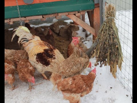 Видео: Источники натуральных витаминов для кур несушек.