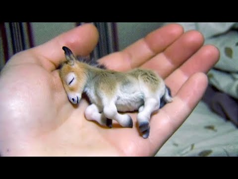 Видео: Самые Редкие и Милейшие Животные в Мире! Ты влюбишься! 🥰