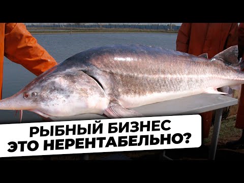 Видео: НЕУДОБНАЯ ПРАВДА. Через Сколько РЕАЛЬНО ОКУПАЕТСЯ Рыбная Ферма УЗВ?