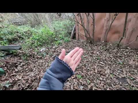 Видео: Барсуки под заброшенным домом. Ночная съёмка с фотоловушкой. Мой кот и обзор заброшенного дома.