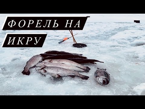 Видео: НАСАДИЛ ИКРУ - И ПОНЕСЛОСЬ | Убойный клев форели на Икру |  Ловля форели в Дурыкино