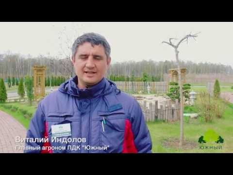 Видео: Обрезка декоративно лиственных кустарников