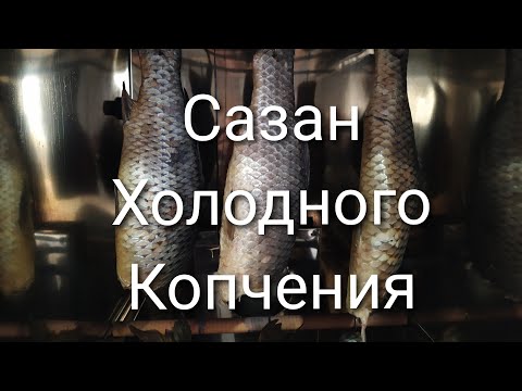 Видео: Холодное копчение сазана!