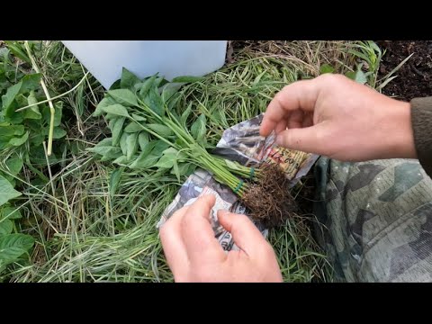 Видео: САДЕНЕ НА ЧУШКИ PLANTING PEPPERS #permaculture #двор #градина #vegetables #зеленчуци