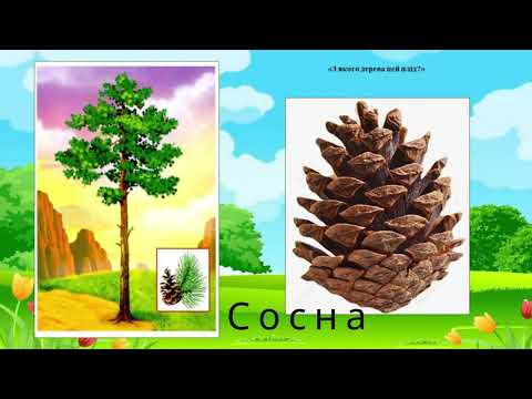 Видео: Дидактична гра "З якого дерева листочок та плід"