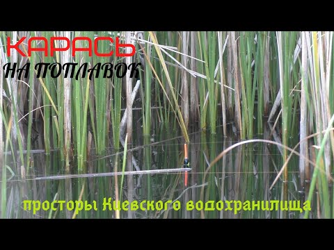 Видео: Ловля карася на поплавчанку в  камышах Киевского водохранилища.