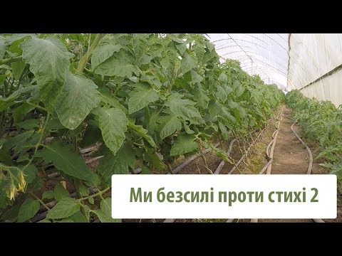 Видео: Томат после вскрытия теплицы