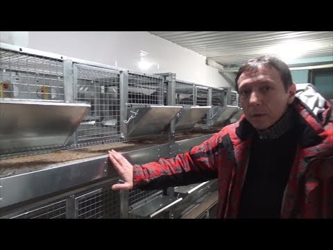 Видео: ОБЗОР КЛЕТКИ ДЛЯ КУР "КОМФОРТ" - CRAZY ФЕРМА