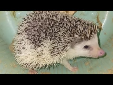 Видео: 😂🤣 Во всём виновато колесо, но не Ёжик🥹 Funny hedgehog🤣 #ezhikafro #hedgehog #funnyvideo #ёжик #cute