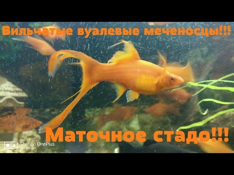 Видео: Вильчатые вуалевые меченосцы.