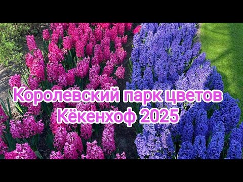 Видео: В царстве тюльпанов: Волшебная весна в Кёкенхофе Нидерланды
