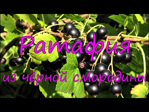 Видео: Ратафия из черной смородины.