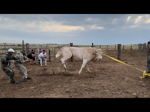 Видео: Забой большого быка « мамонт »