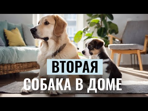 Видео: ВТОРАЯ СОБАКА В ДОМЕ: Все ПЛЮСЫ и МИНУСЫ, проблемы в поведении и правила выбора