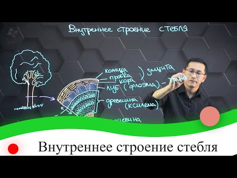 Видео: Внутреннее строение стебля. 7 класс.