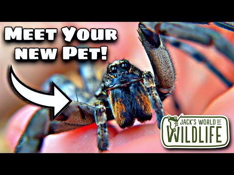 Видео: Топ-3 лучших домашних паука, которых можно найти в США!