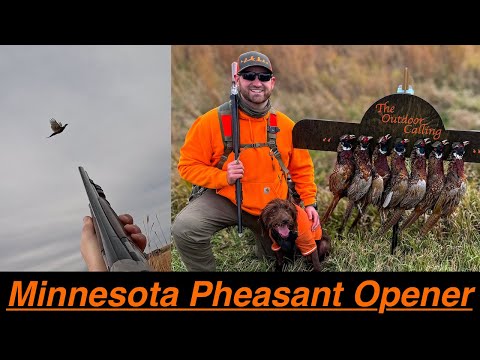 Видео: Охота на фазанов в Миннесоте | День открытия 2025