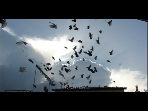 Видео: Гармония кайфа