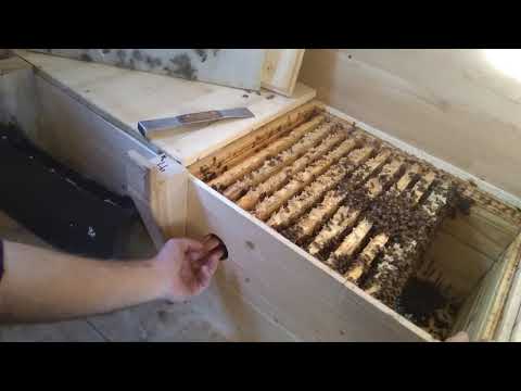 Видео: Наш Апидомик (Кадовбин (Г.Н.)).