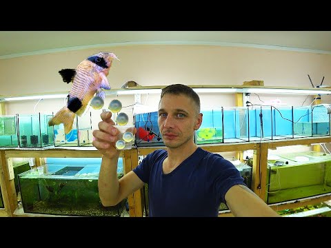 Видео: Посчастливилось! Собрал икру сомиков панда