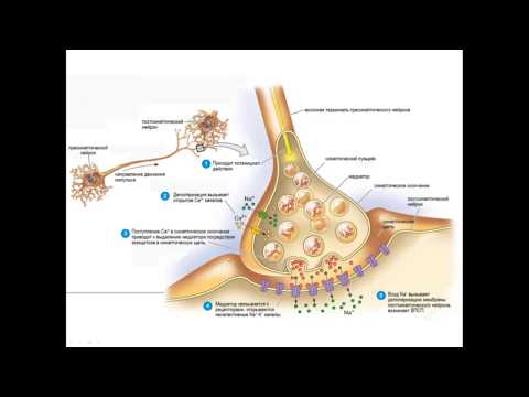 Видео: Физиология синапсов