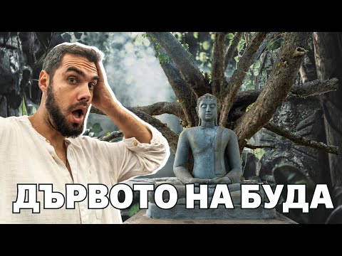 Видео: КАКВО ИМА В НАЙ-СВЕЩЕНИЯ ГРАД НА ШРИ ЛАНКА (Дървото на Буда)