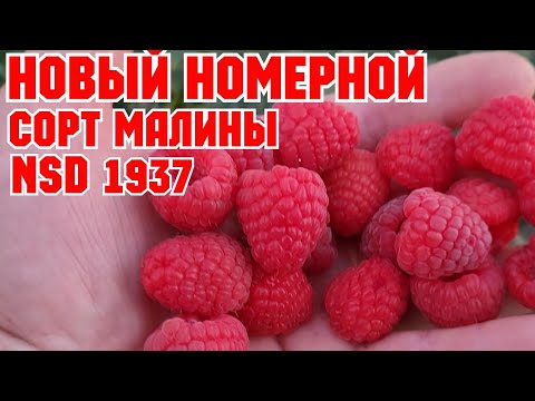 Видео: Малина ремонтантная ,номерной сорт NSD 1937!