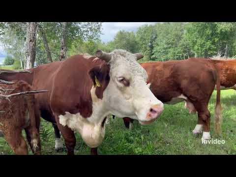 Видео: На выпас в 130 га #герефорд #корова #животные #пастбище #земля #ферма#фермер #электропастух #работа