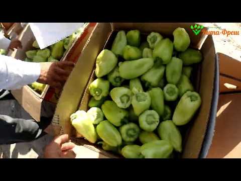 Видео: Продолжаем сбор и погрузку перца 04 06 2020 Вита Фреш
