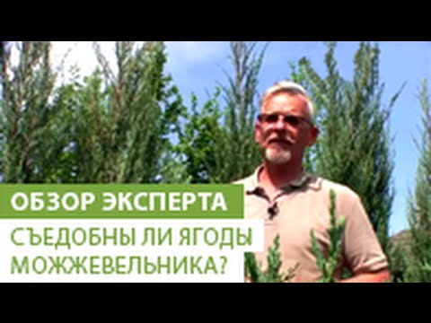 Видео: Съедобны ли ягоды можжевельника? использование плодов можжевельника в качестве лечебных целей.
