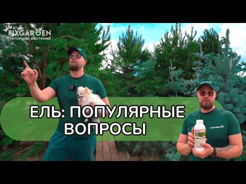 Видео: Ель: популярные вопросы