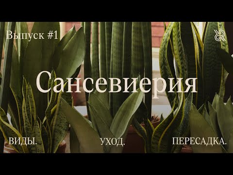 Видео: Пусти домой корни #1. Сансевиерия. Виды, уход и мифы о растении