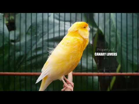 Видео: 7 | CUIT-CUIT❗ ПОЛНЫЙ ЭНЕРГИИ ❗❗Для дрессировки вашей молодой канарейки! #канарейка #мастеринг