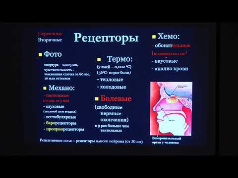 Видео: Ловать М. Л. - Физиология человека и животных. Часть 1 - 12. Физиология анализаторов